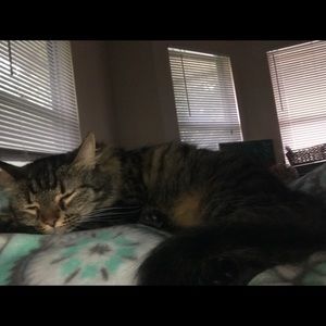 Meet your Posher, Misty